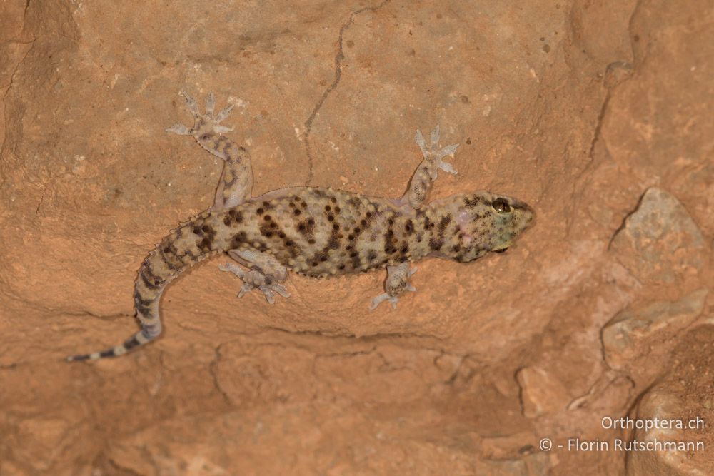 Europäischer Halbfinger (Hemidactylus turcicus) - GR, Mittelgriechenland, Itea, 09.06.2015