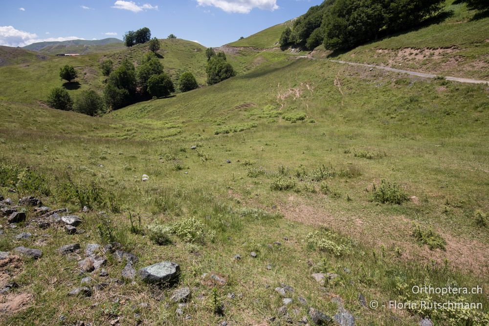 Mit Schafen intensiv beweidete Wiese mit einem Massenauftreten von Psorodonotus macedonicus und Polysarcus scutatus - GR, Thessalien, Mt. Anilio, 25.06.2015