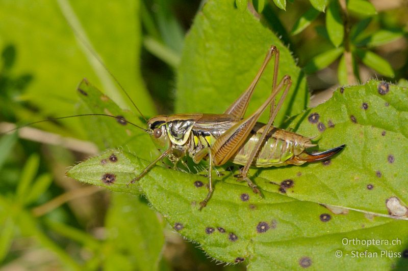 Roeseliana roeselii ♀ - CH, ZH, Oberlangenhard, 29.07.2009