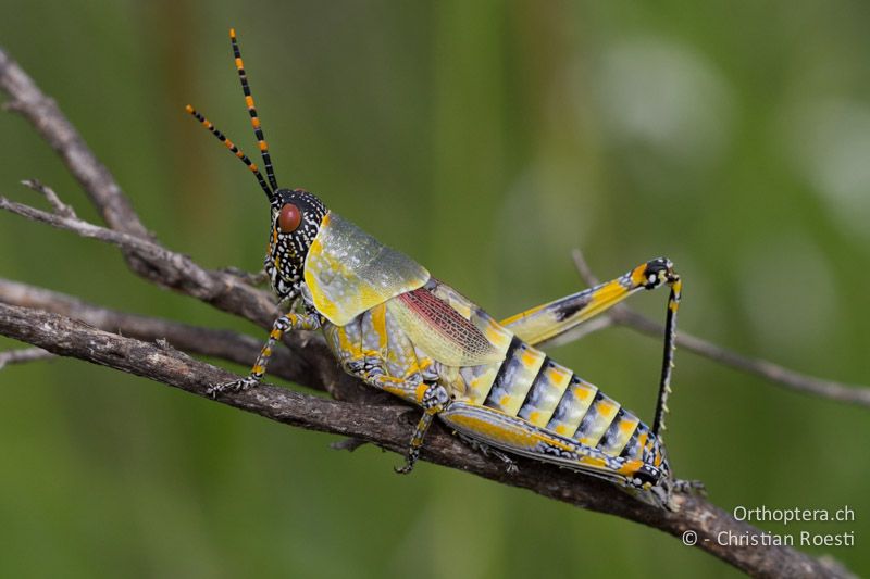 Elegant Grasshopper, Zonocerus elegans - SA unterwegs nach, Limpopo, Mutale, Pafuri River Camp, 01.01.2015