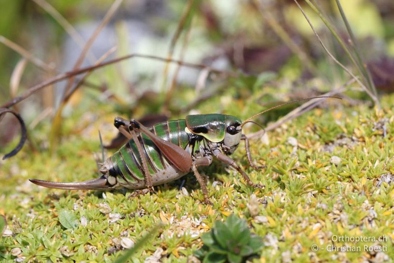 Anonconotus italoaustriacus ♀ - AT, Kärnten, Grossglockner Nationalpark, Heiligenblut, 21.09.2016