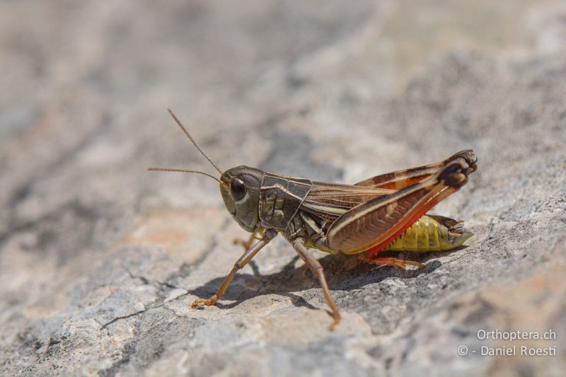 Höckerschrecke Arcyptera brevipennis vicheti ♂ - FR, Plateau d'Aumelas, 11.07.2014