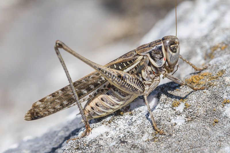 Decticus albifrons - GR, Zentralmakedonien, Alistrati, 05.07.2017