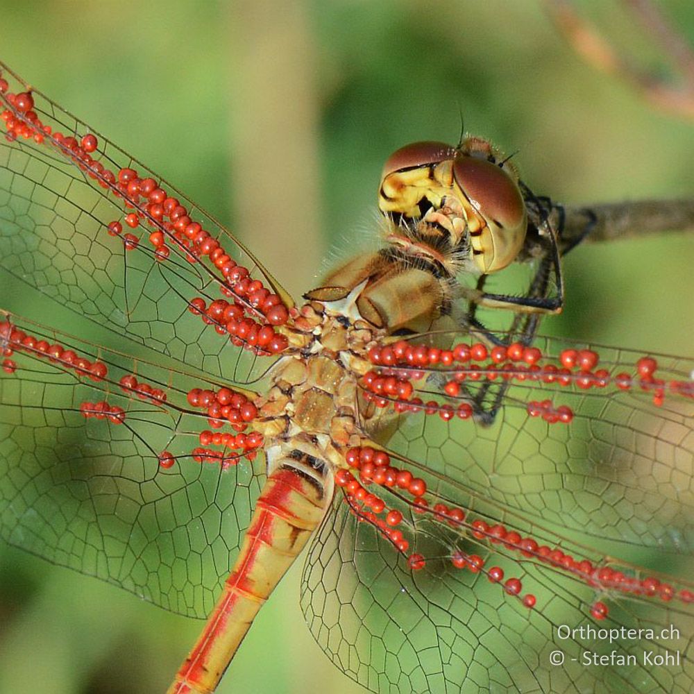 ♂ der Südlichen Heidelibelle (Sympetrum meridionale) mit Milben - GR, Zentralmakedonien, Kerkini-See, 07.07.2013