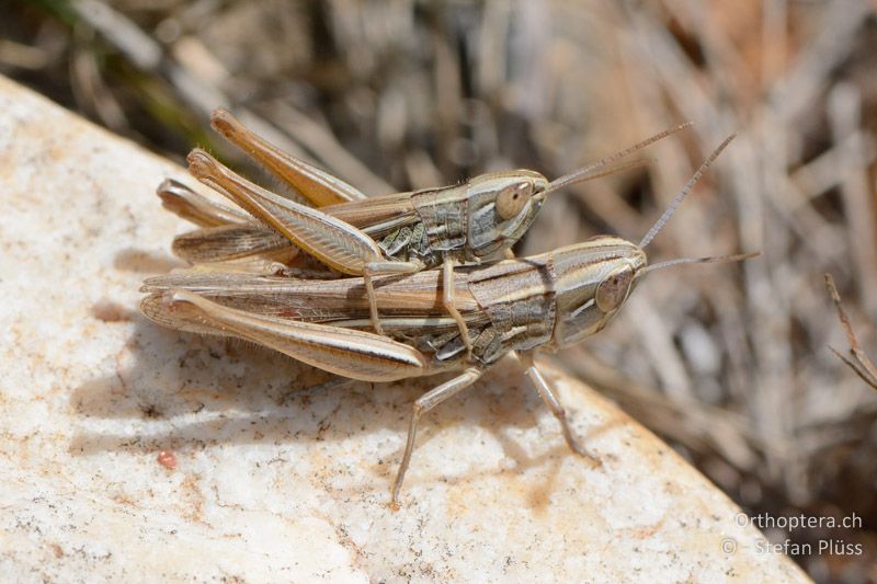 Euchorthippus chopardi - FR, Crau, 08.07.2014