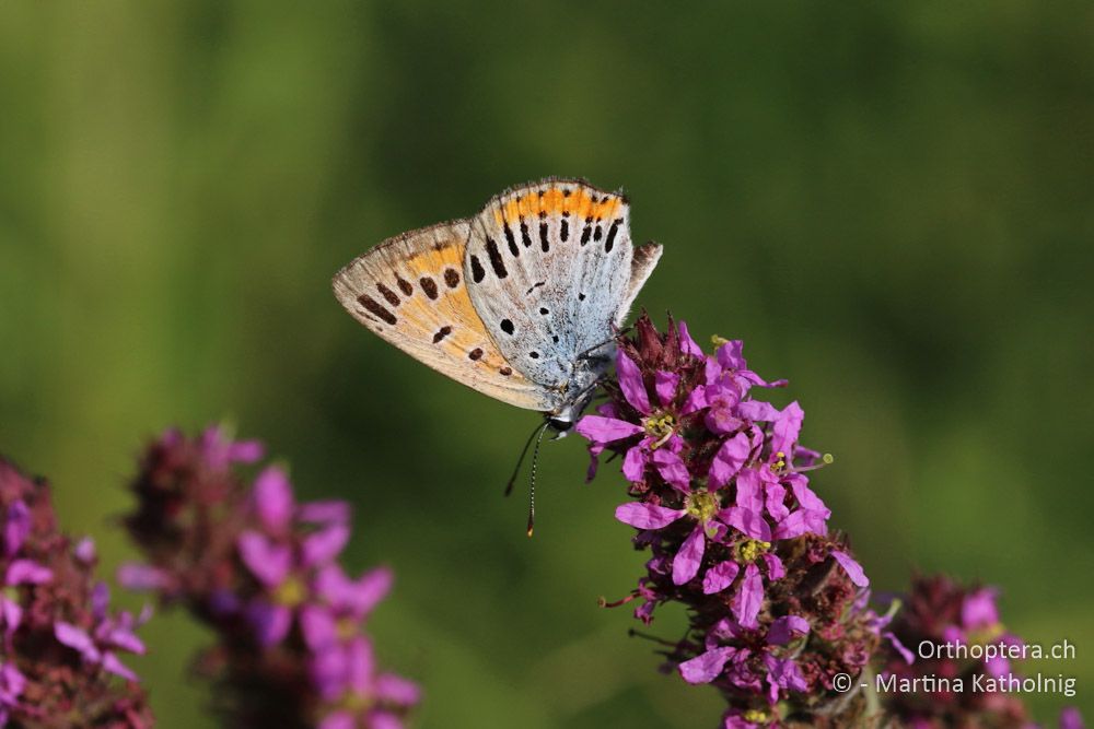 Grosser Feuerfalter (Lycaena dispar) - HR, Istrien, Motovun, 25.07.2015