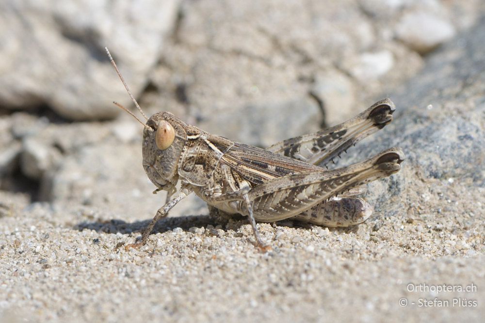 Notostaurus anatolicus ♀ - BG, Blagoewgrad, Ploski, 14.07.2018