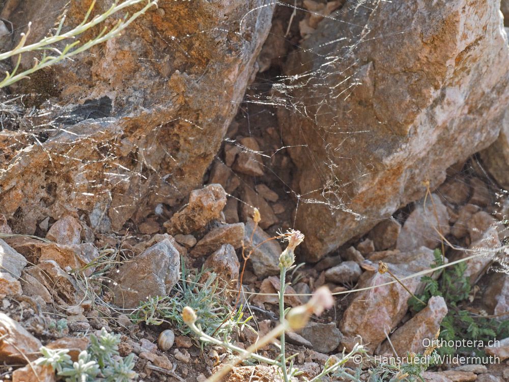 Latrodectus tredecimguttatus-Gespinst - HR, Cres, Predošćica, 23.07.2015