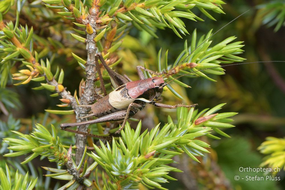 Pholidoptera rhodopensis ♂ - BG, Blagoewgrad, Bergwiese bei Pass nach Pirin, 12.07.2018