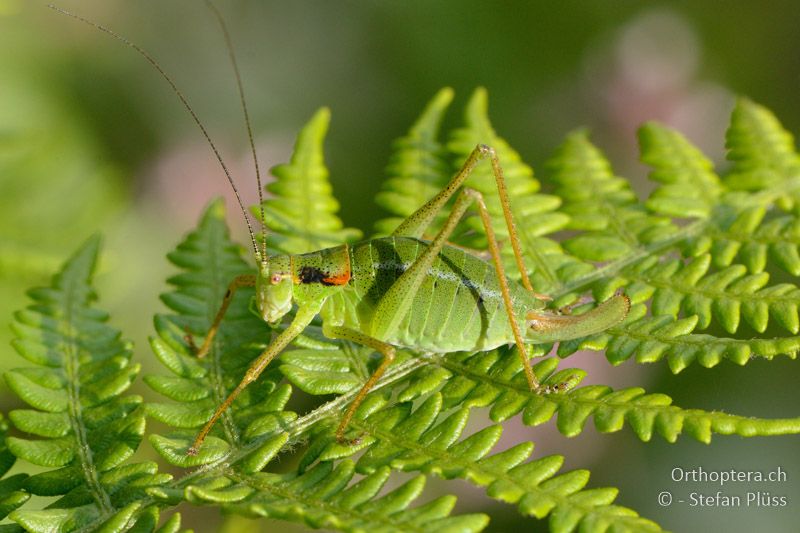 ♀ von Poecilimon gracilis - GR, Westmakedonien, Mt. Vernon, 10.07.2013