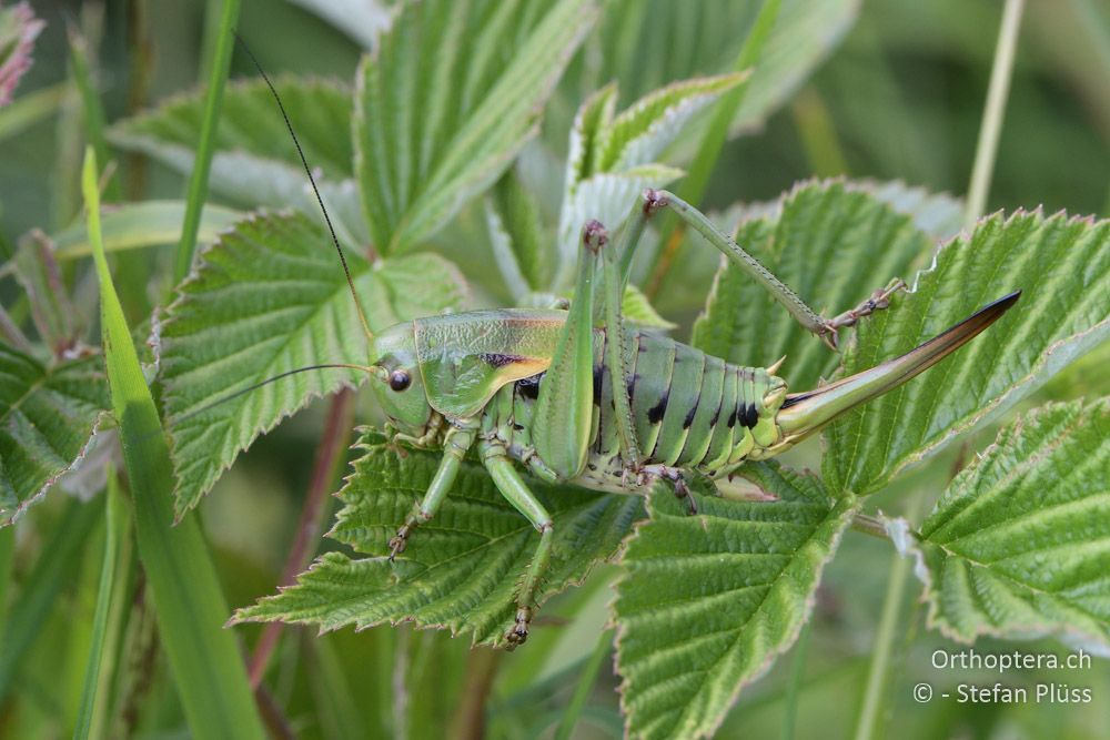 Psorodonotus fieberi ♀- BG, Blagoewgrad, Bergwiese bei Pass nach Pirin, 12.07.2018