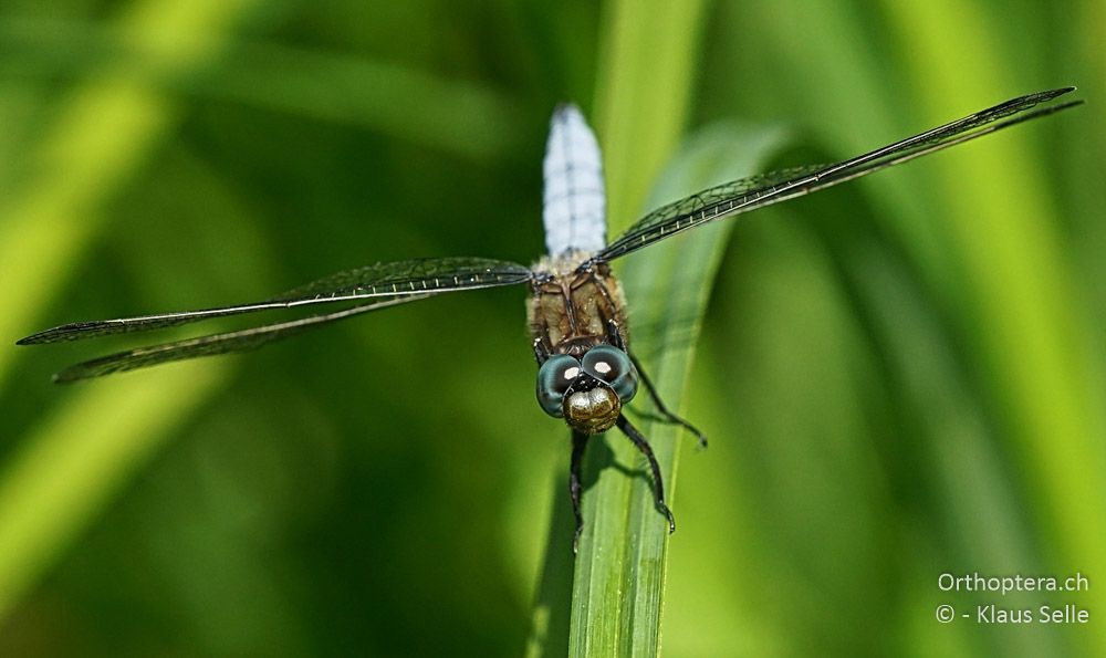 Kleiner Blaupfeil (Orthetum coerulescens) - HR, Istrien, Ponte Porton, 23.06.2016