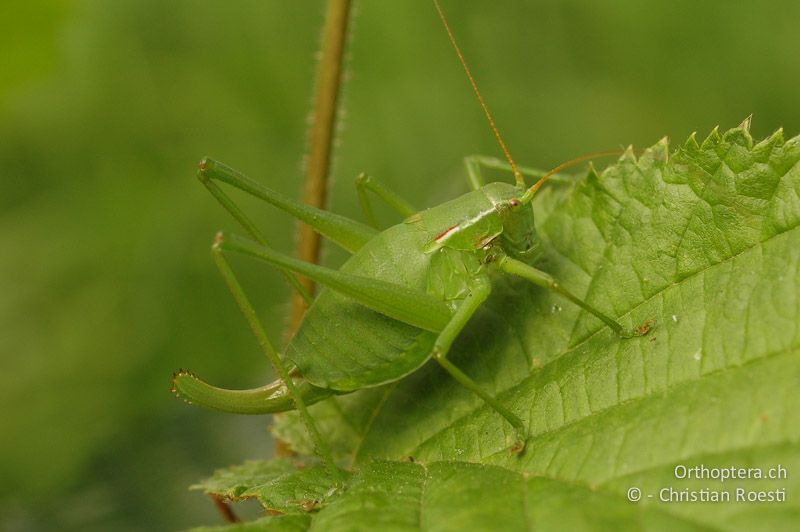 Isophya kraussii ♀ - DE, Baden-Württemberg, Irndorfer Hardt, 24.06.2006