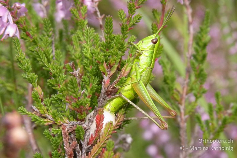 Eiablage eines Euthystira brachyptera ♀. Der weisse Schaum-Kokon ist deutlich erkennbar - DE, Bayern, Landkreis Wolfratshausen-Bad Tölz, 09.08.2012