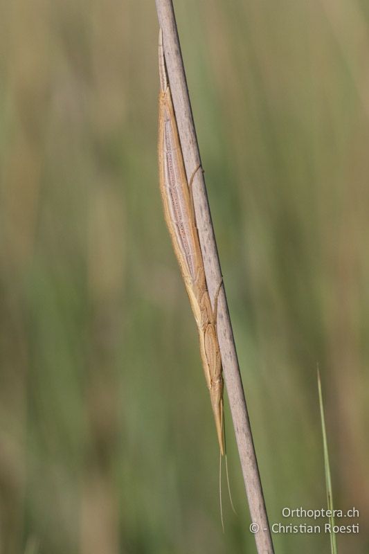 Gottesanbeterin - SA, Limpopo, Nylsvlei Nature Reserve, 30.12.2014