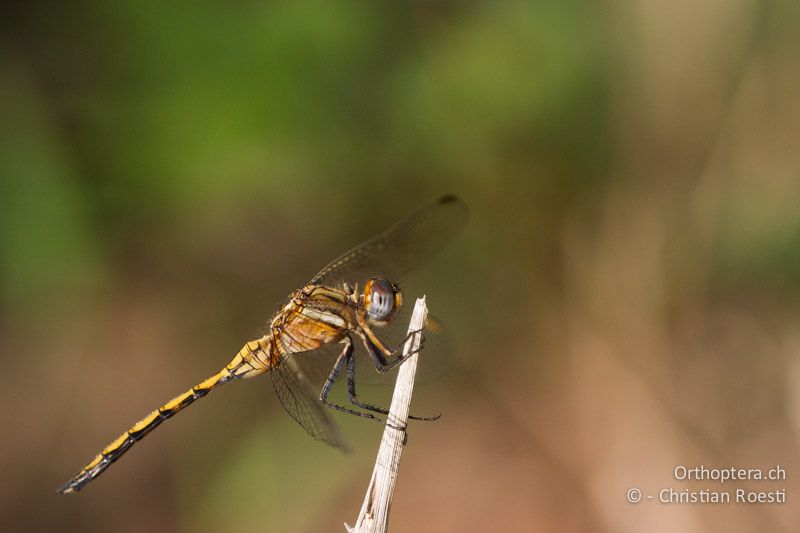 Orthetrum chrysostigma, Epaulet Skimmer ♂ imm. - SA, Limpopo, Mutale, Pafuri River Camp, 04.01.2015