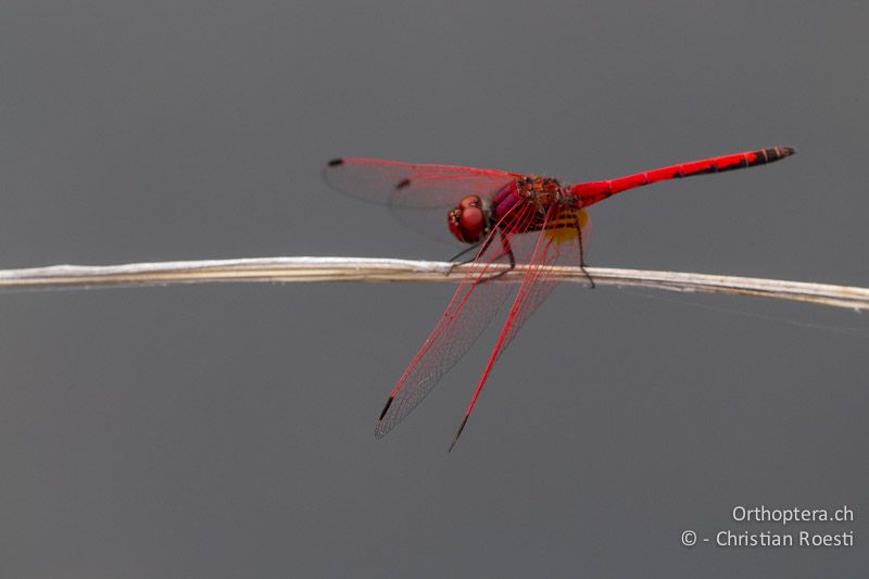 Trithemis arteriosa, Red-veined Dropwing ♂ - SA, Mpumalanga, Matibidi, Blyde Canyon Forever Resort, 09.01.2015