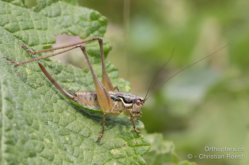 Pachytrachis gracilis ♀ - HR, Istrien, Račja Vas, Dol, 24.07.2015