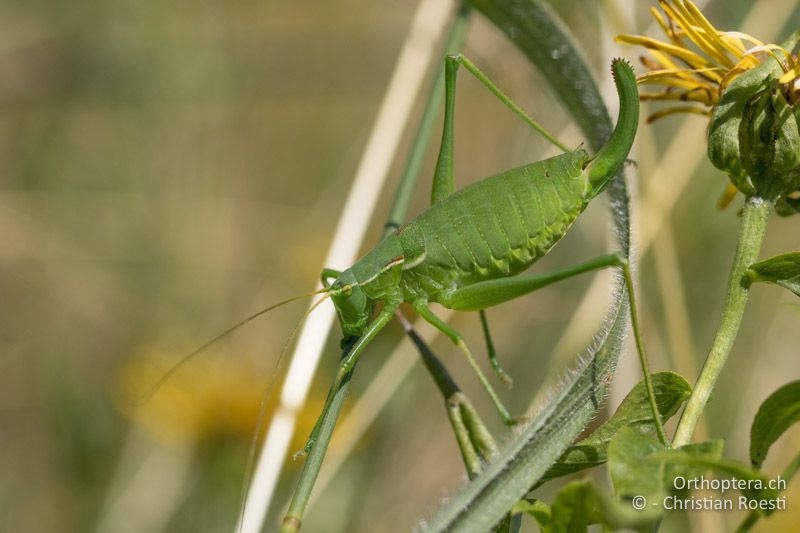 Isophya modesta ♀ - AT, Burgenland, Rohrbach bei Mattersburg, 05.07.2016