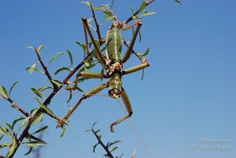 Balkan-Sägeschrecke (Saga natoliae) ♂ in Singstellung - GR, Zentralmakedonien, Alistrati, 07.07.2013