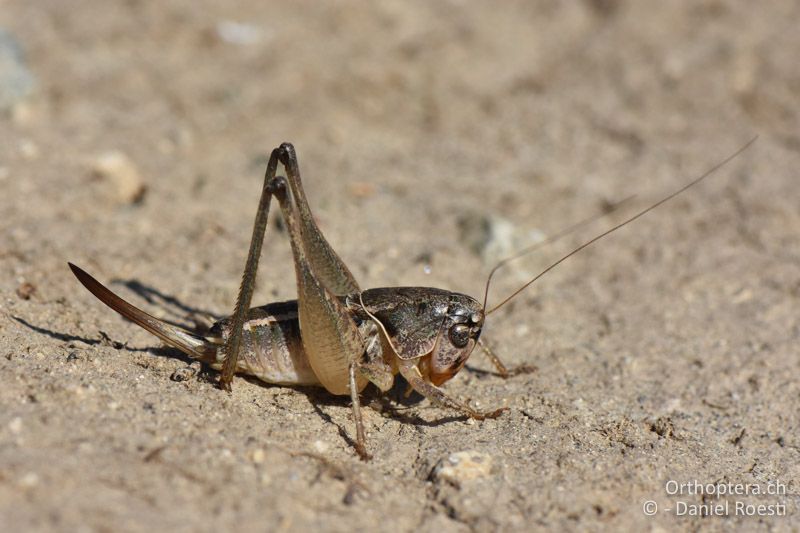 Bucephaloptera bucephala ♀ - BG, Blagoewgrad, Ploski, 14.07.2018