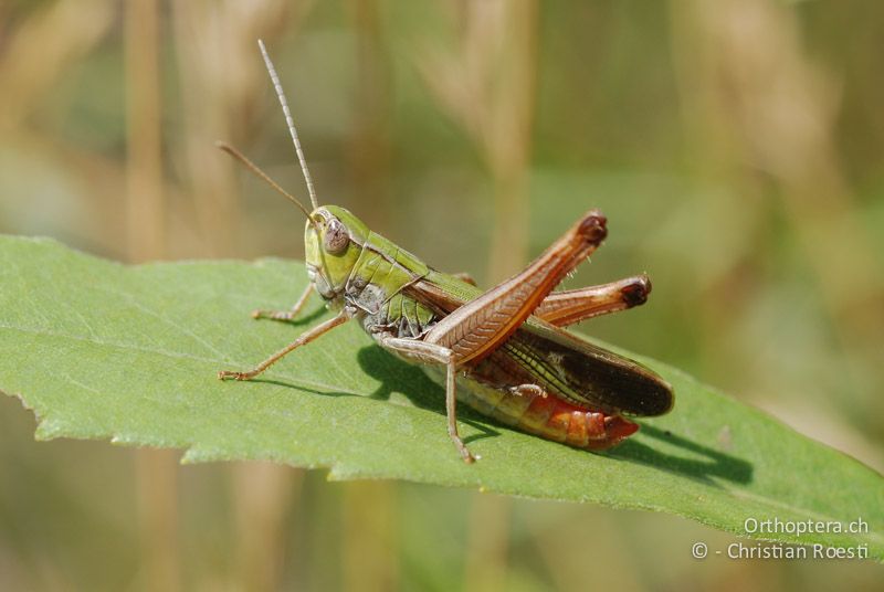 Stenobothrus lineatus ♂, singend - AT, Niederösterreich, Ebergassing, 29.06.2008