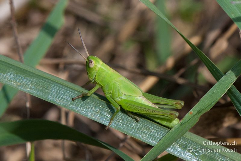 Larve von Mecostethus parapleurus ♀ - CH, LU, Ermensee, 14.07.2010