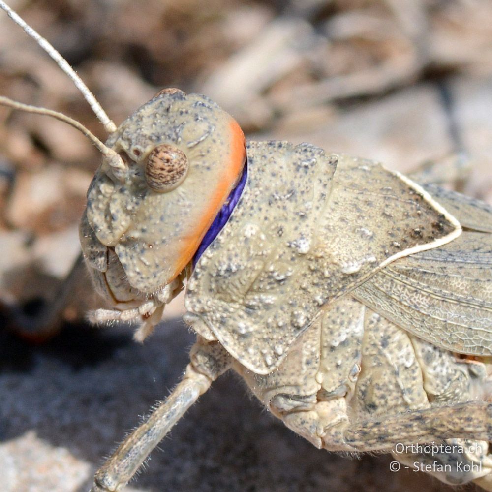 ♀ der Steinschrecke Asiotmethis limbatus - GR, Zentralmakedonien, Alistrati, 07.07.2013