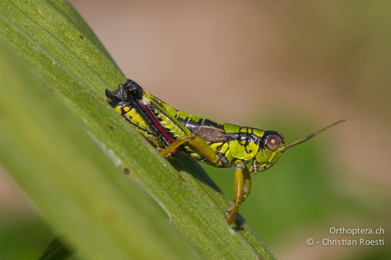 Miramella alpina ♂ - CH, BE, Stechelberg, 23.07.2013