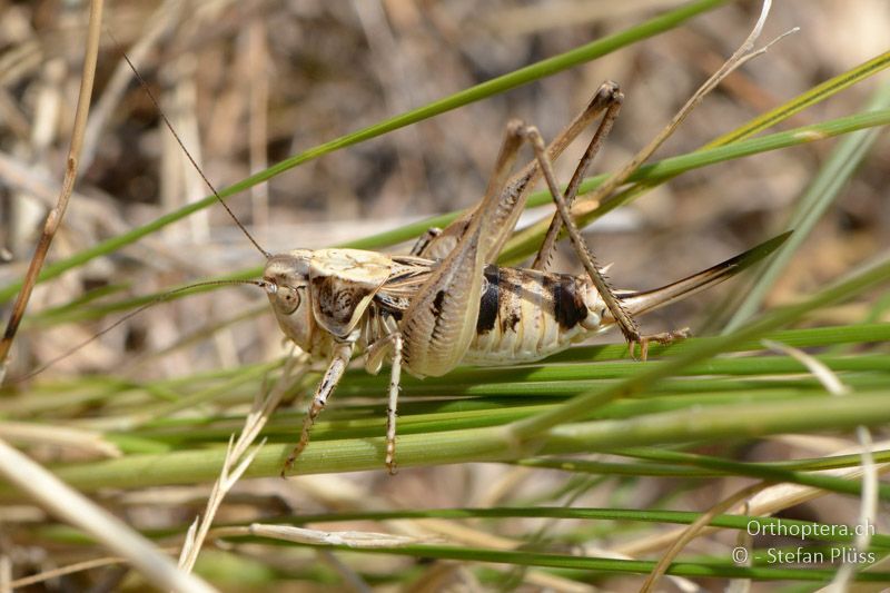 Platycleis macedonica ♀ - GR, Westmakedonien, Xino Nero, 12.07.2013