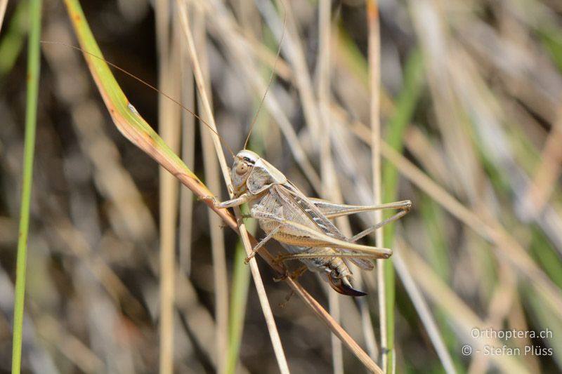 Tessellana tessellata ♀ - FR, Crau, 08.07.2014