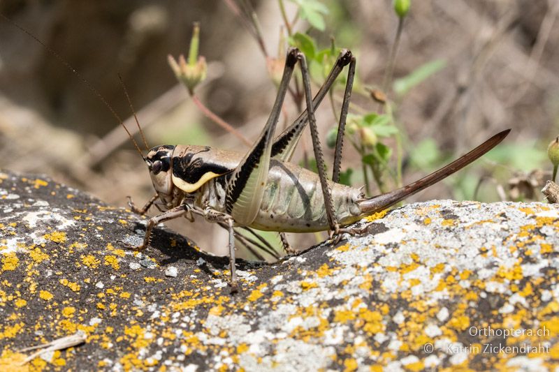 Parapholidoptera castaneoviridis ♀ - BG, Chaskowo, Matochina, 09.07.2018