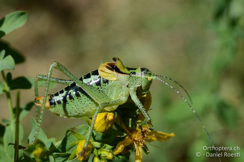 Poecilimon ornatus ♂ - GR, Zentralmakedonien, Mt. Vrondous, Skistation, 09.07.2017