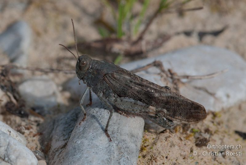 Bryodemella tuberculata ♂ - DE, Bayern, Vorderriss, 03.08.2008