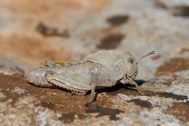 Prionotropis hystrix hystrix ♀ im letzten Larvenstadium - HR, Istrien, Bokordići, 04.06.2014