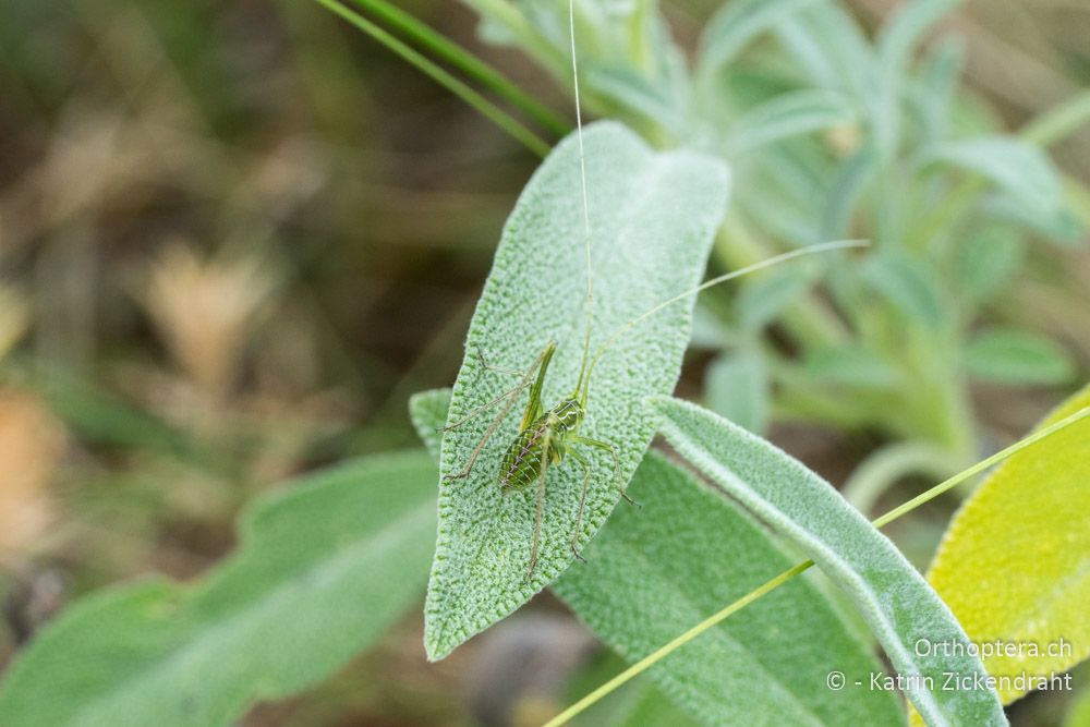 Schnügel des Tages: Tylopsis liliifolia, Larve - HR, Istrien, Premantura, Gornji Kamenjak, 20.06.2016