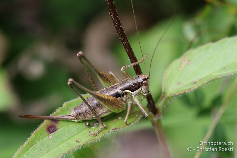 Pachytrachis gracilis ♀ - AT, Kärnten, Villach, 20.09.2016