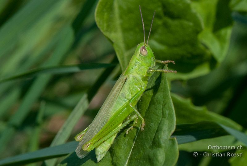 Frisch gehäutetes ♀ von Mecostethus parapleurus - CH, LU, Ermensee, 14.07.2010