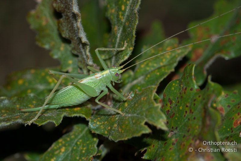 Meconema thalassinum ♀ - FR, Ariège, Tuc de Montcalibert bei St-Girons, 08.08.2009