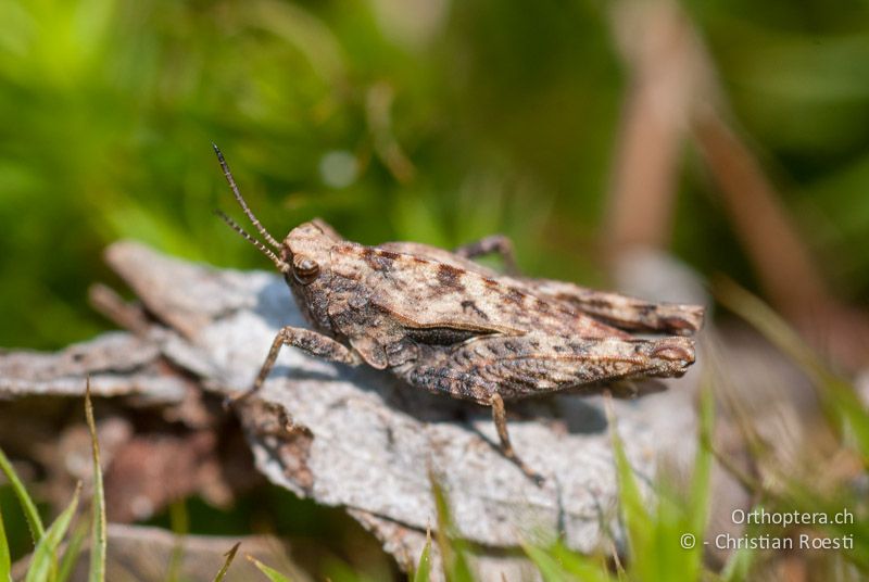 Tetrix undulata ♂ - CH, BE, Bickigen, 14.04.2010