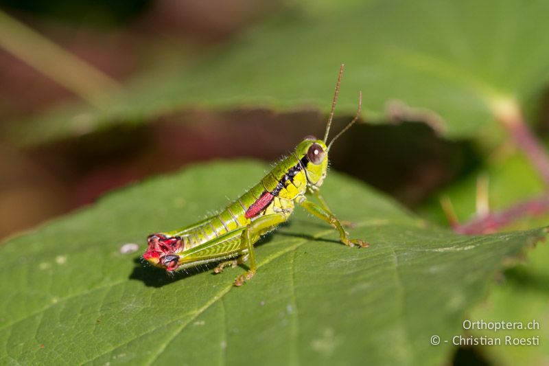 Odontopodisma decipiens insubrica ♂ - CH, TI, Castel-San-Pietro, 03.09.2013