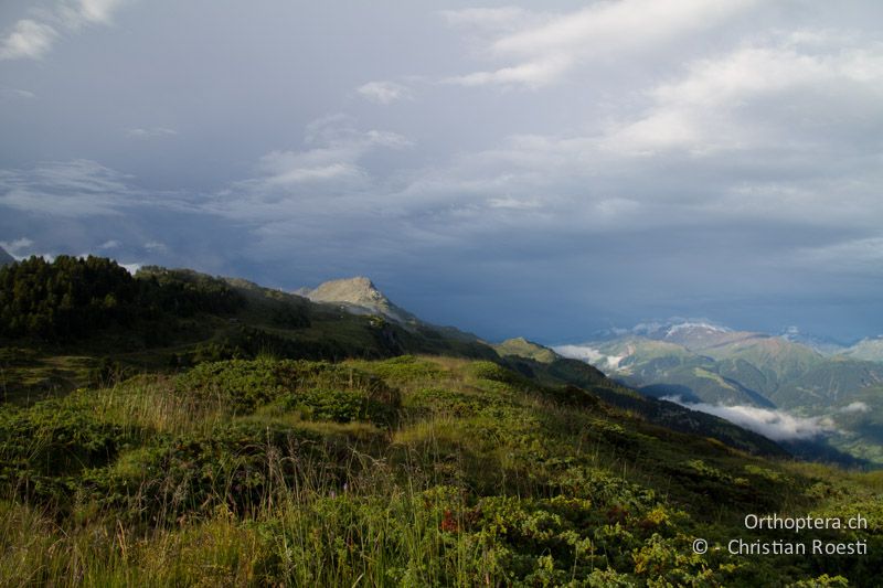 Zwergstrauchheide mit viel Wacholder auf 2000 m - CH, VS, Riederalp, 13.07.2011