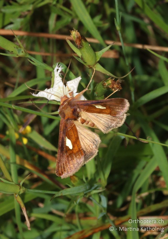 Quellhalden-Goldeule (Autographa bractea) - HR, Istrien, Račja Vas, Dol, 24.07.2015