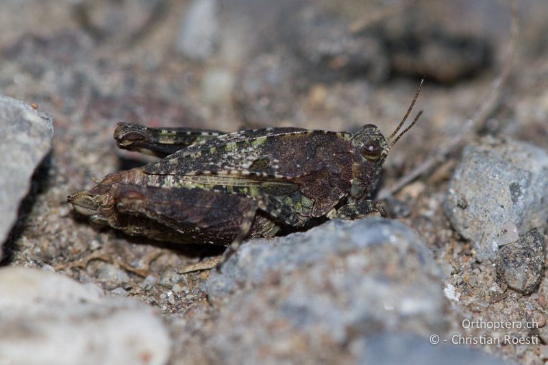 Tetrix tenuicornis ♀ - CH, TI, Coldrerio, 03.09.2013