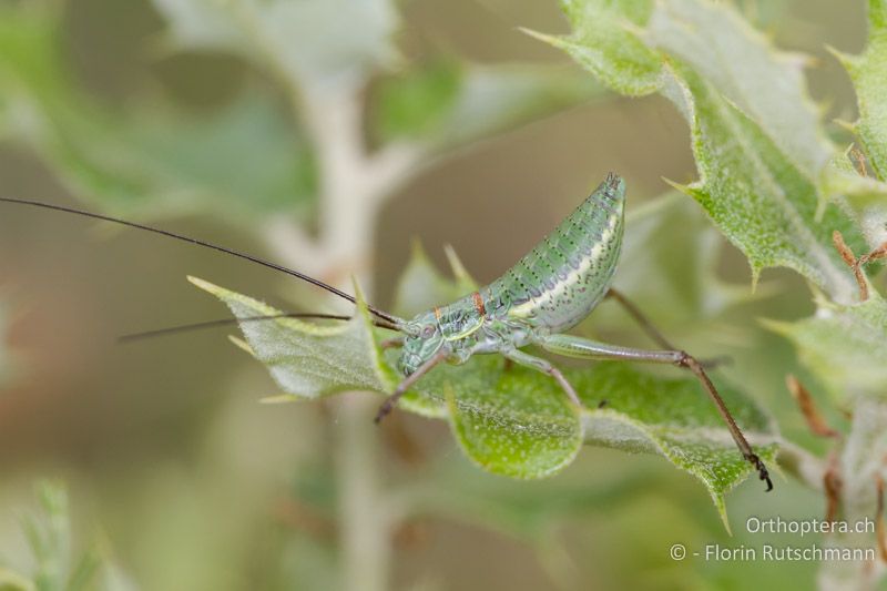 Larve von Ephippiger diurnus ♂ - FR, Vaucluse, Mont Ventoux, 09.06.2012