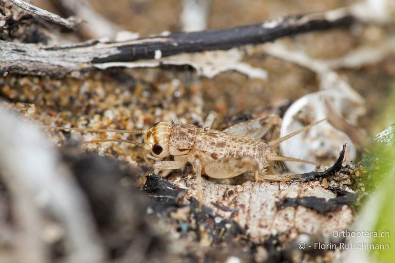 Larve von Eumodicogryllus bordigalensis - ES, Katalonien, Ebrodelta, 01.04.2013