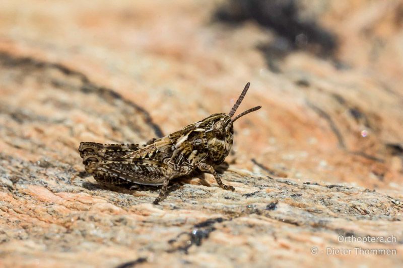 3. Larvenstadium von Myrmeleotettix maculatus - CH, VS, Zermatt, Gornerli, 03.08.2013