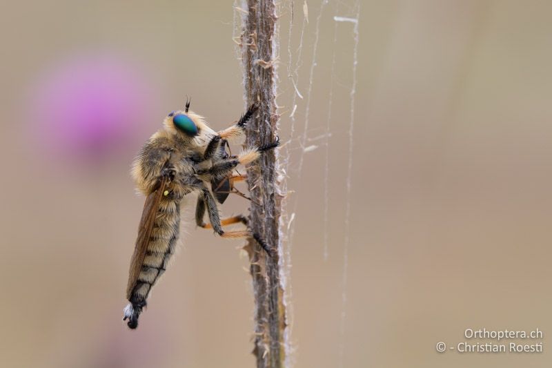 Raubfliege (Asilidae) mit einer Wanze als Beute - GR, Zentralmakedonien, Vyroneia, 08.07.2017