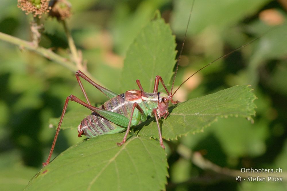 Barbitistes ocskayi ♂ - HR, Istrien, Pazin, 23.07.2015