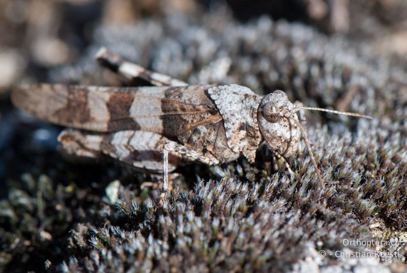 Oedipoda caerulescens ♀ - FR, Pyrénées-Orientales, Enveitg, 21.06.2009